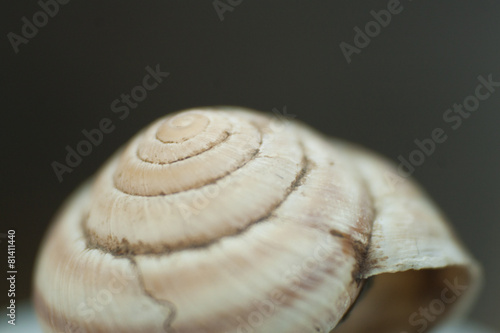 Macro snail spiral with blur background