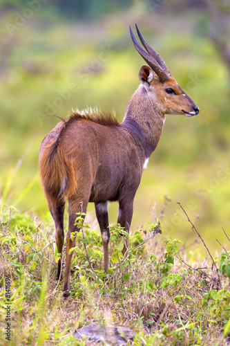 East african bushbuck standing in the bush photo