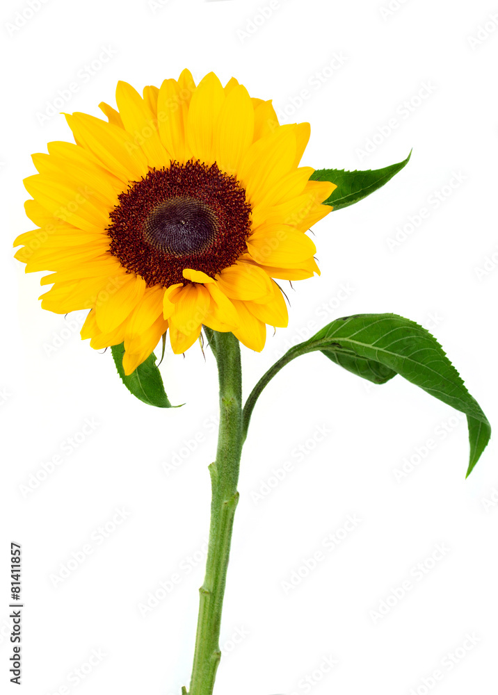 Naklejka premium sunflower