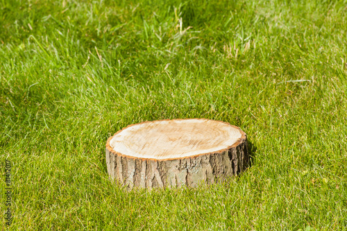 Tree stump on grass
