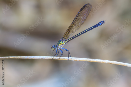 dragonfly © forest71