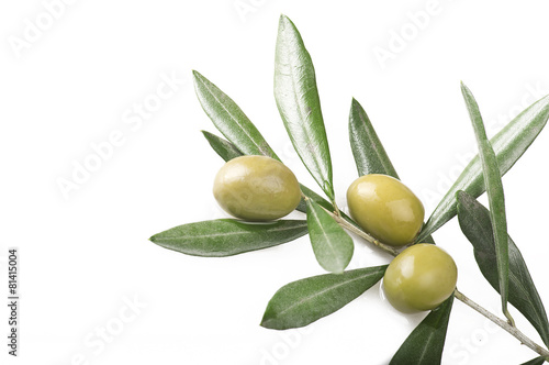 olive branch with three olives on the white