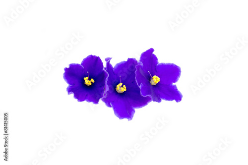 beautiful violet on white background with space for your text or