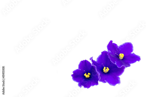 beautiful violet on white background with space for your text or