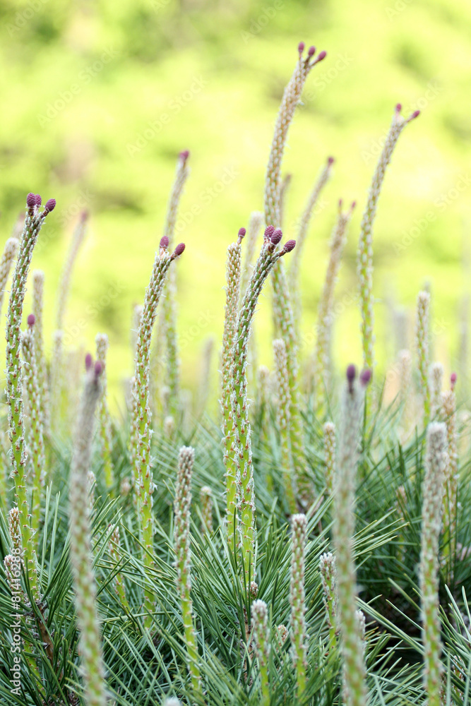 天にのびる末の新芽