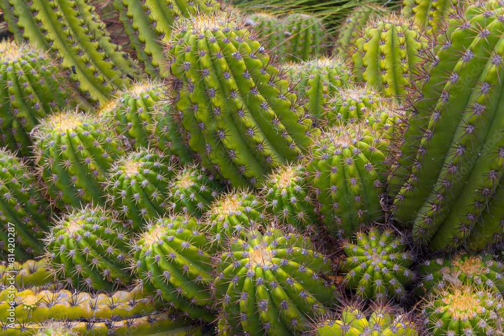 Grouping of Green Barrel Cactus Grouping of Green Barrel Cactus