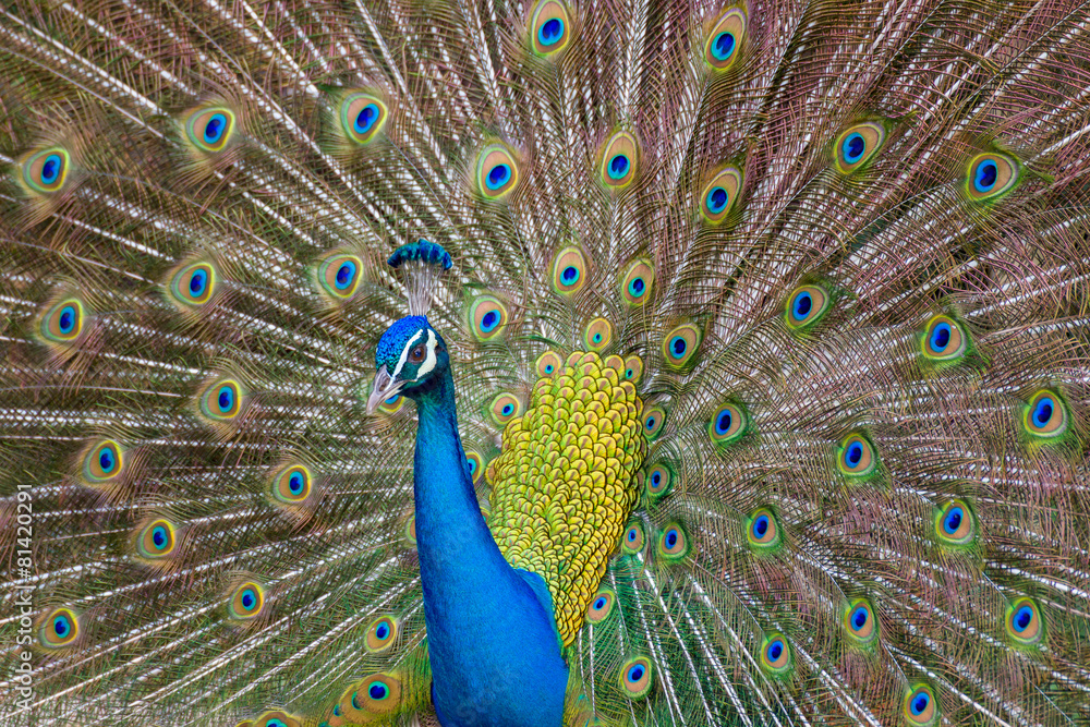 Fototapeta premium Male Indian Peacock