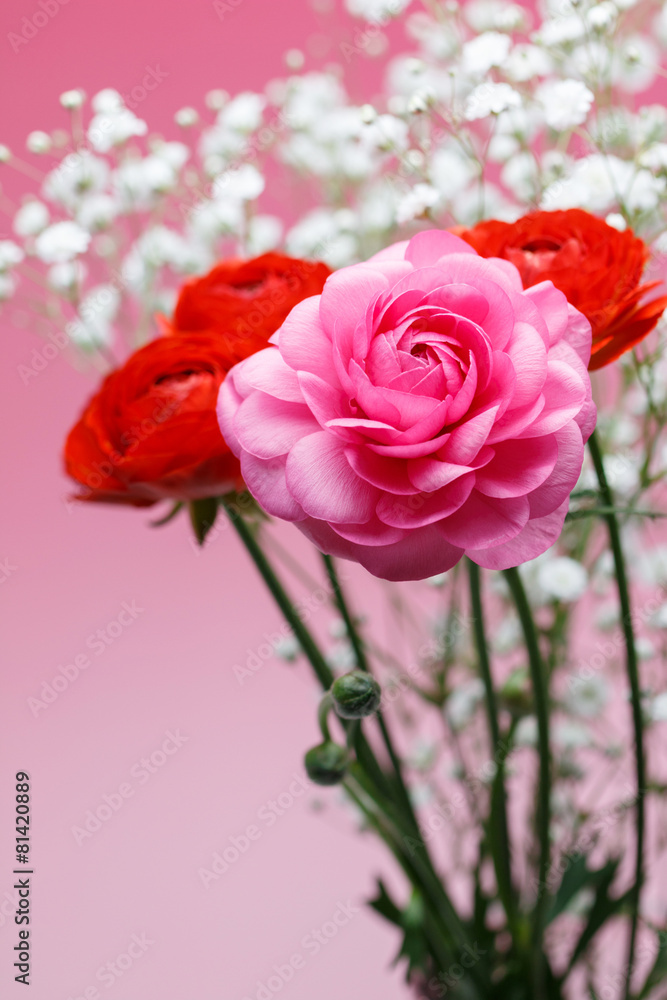 Fototapeta premium ラナンキュラス