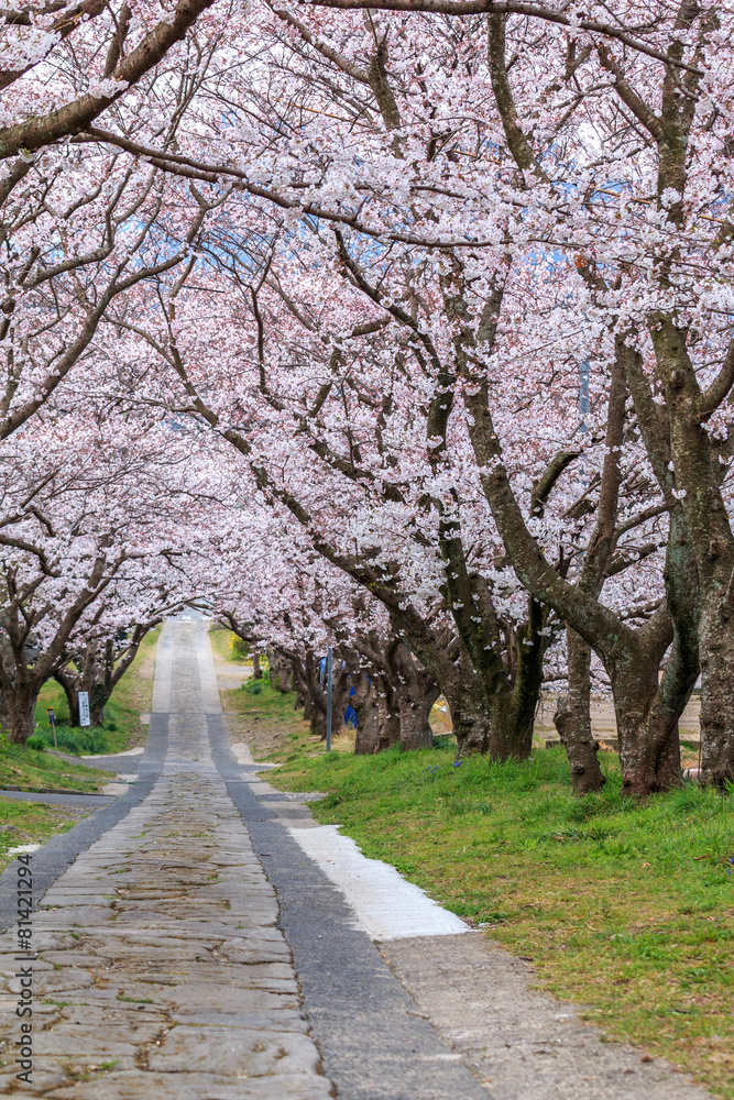 桜のアーチ@佐賀県武雄市 桜のアーチ@佐賀県武雄市