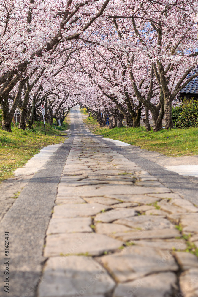 桜のアーチ＠佐賀県武雄市円応寺