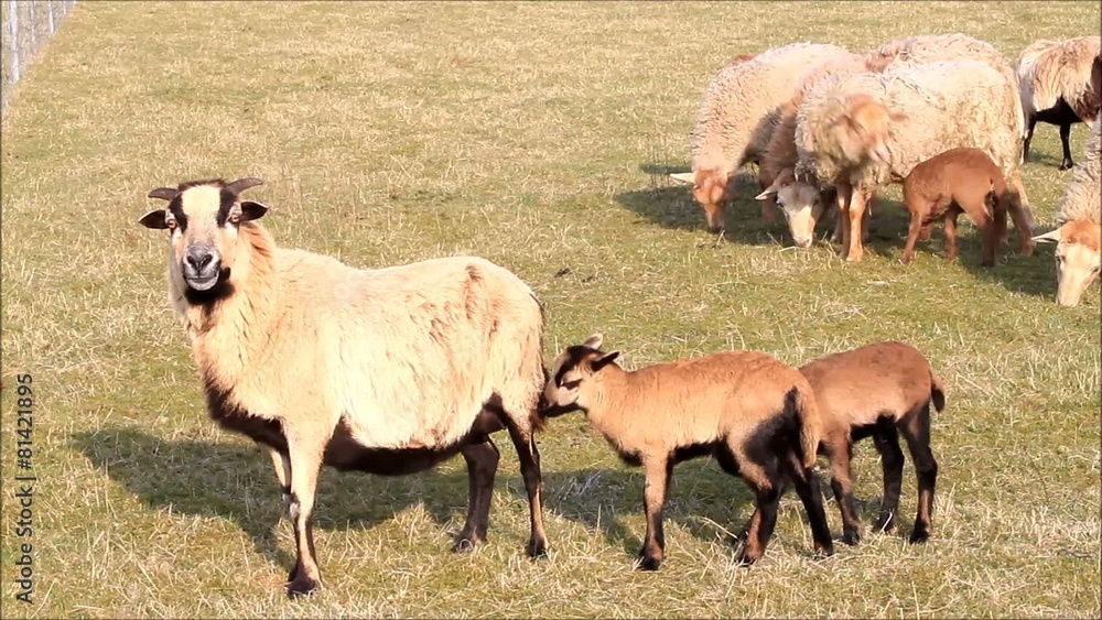 Schafe im Frühling, Lämmer, Familie Schafe im Frühling, Lämmer, Familie