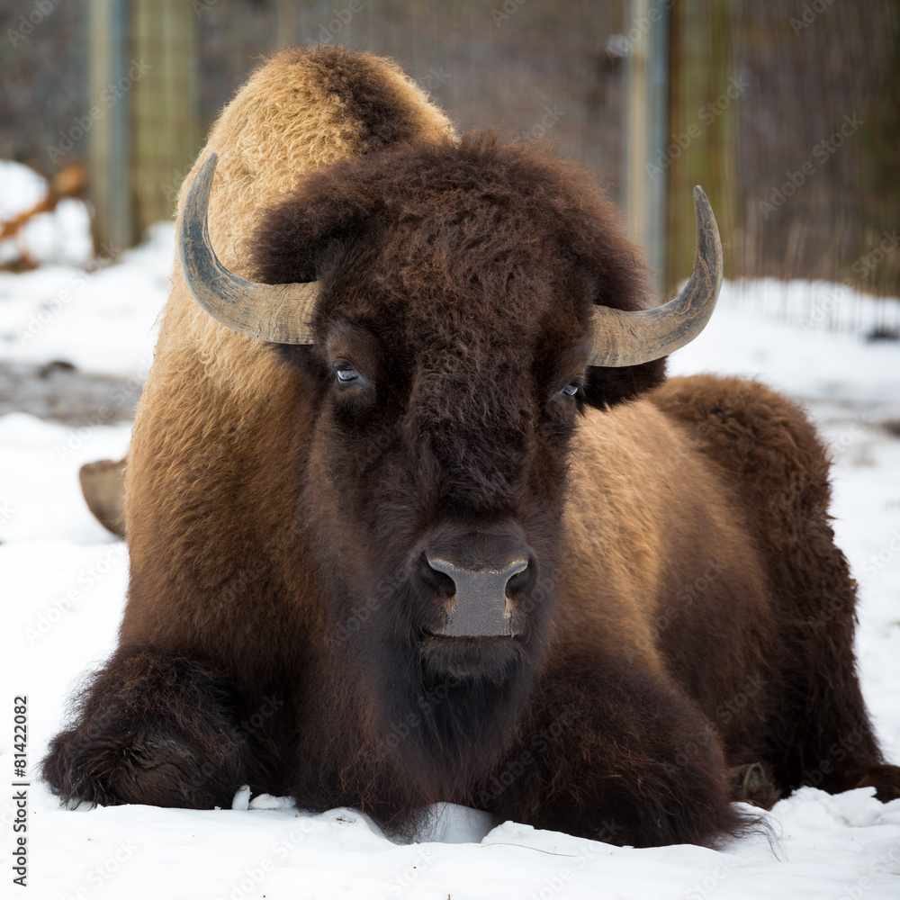 American bison sitting in snow American bison sitting in snow
