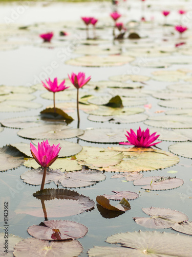 Red lotus in the pond at Wapi Pathum. Maha Sarakham,Thailand
