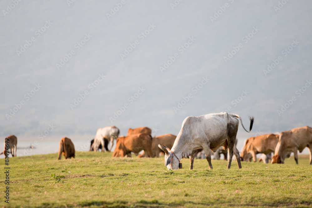 Naklejka premium cows on green meadow