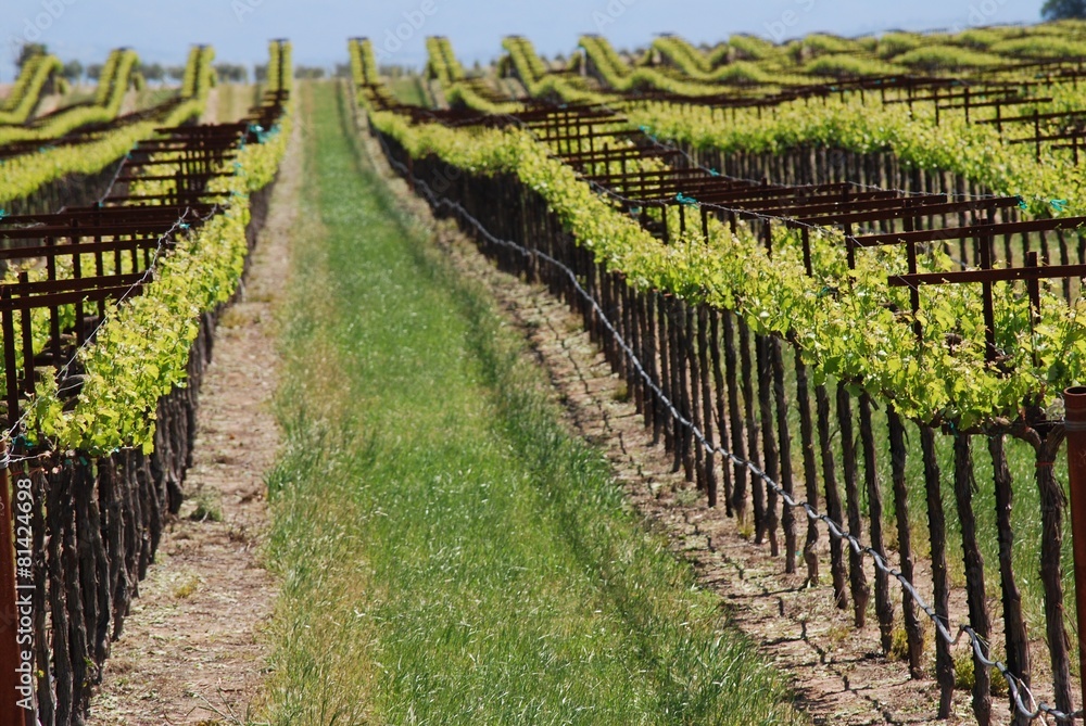 Obraz premium Vineyard