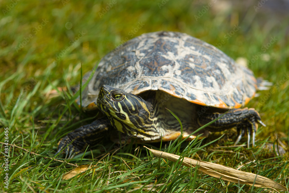 Fototapeta premium Turtle. The yellow-bellied slider (Trachemys scripta scripta).
