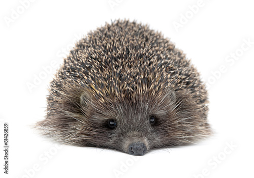 portrait of a young hedgehog on white background