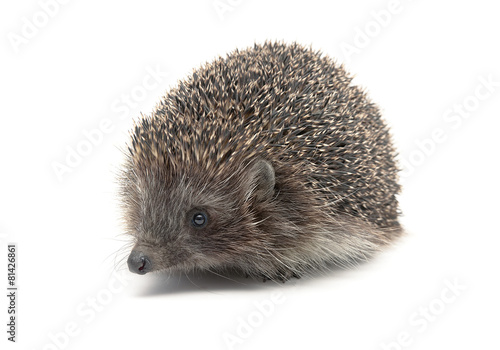 Hedgehog close-up isolated on white background