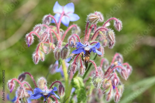 Ape su fiore di campo