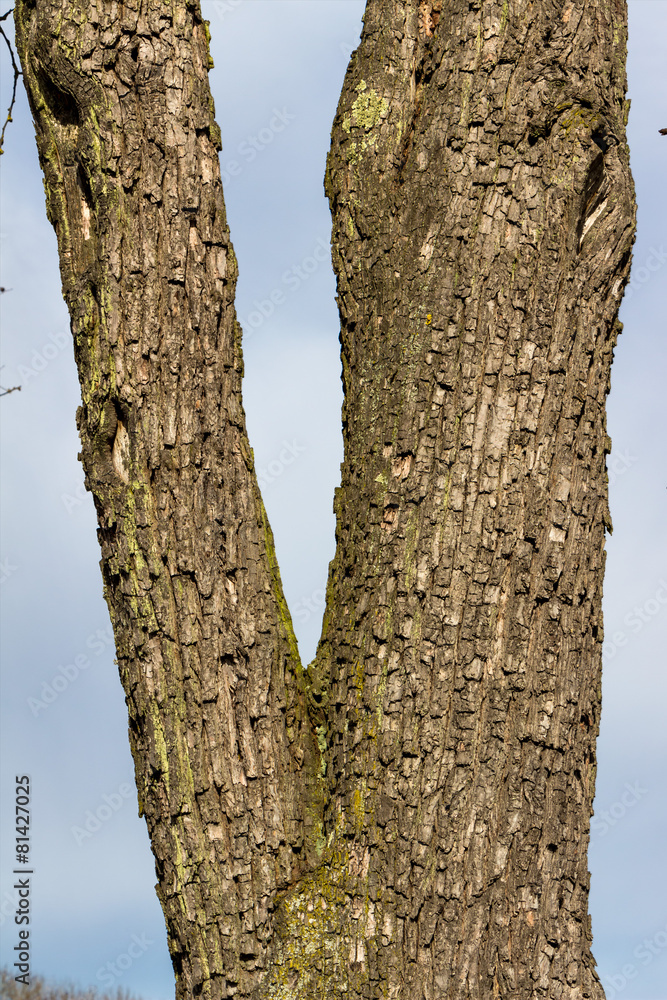 Obraz premium Rinde an einem Baum