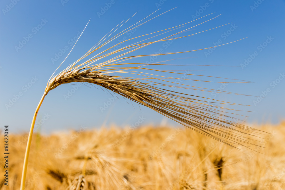 Gerstenfeld vor der Ernte