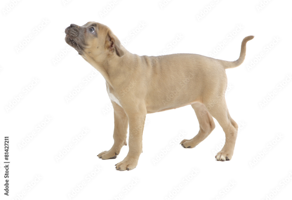 Pies rasowy Cane-corso Pies rasowy Cane-corso