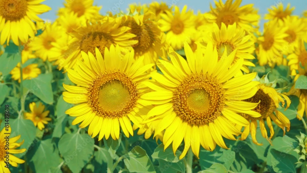 Beautiful Sunflowers in the field with light blue sky,dolly shot Beautiful Sunflowers in the field with light blue sky,dolly shot