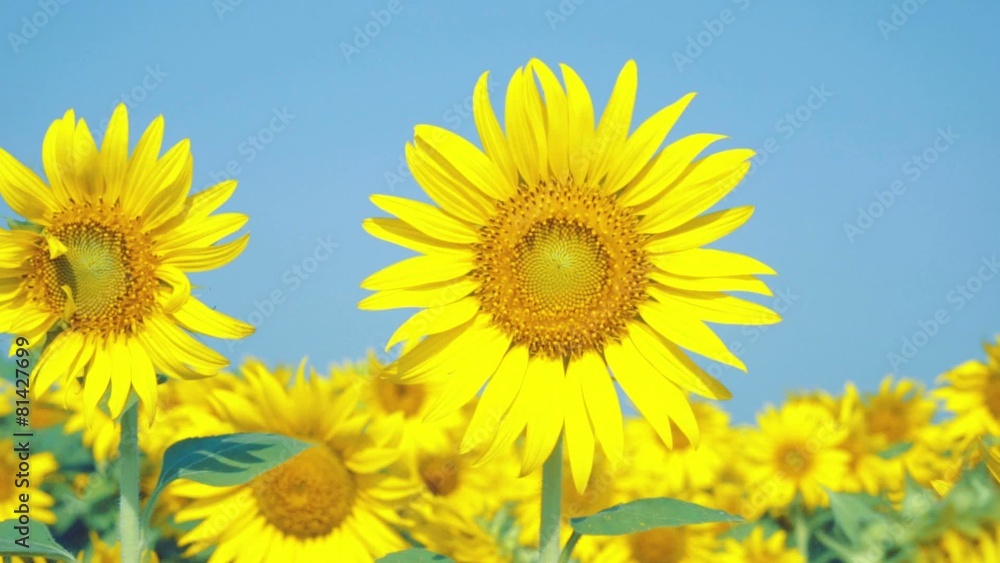 Beautiful Sunflowers in the field with light blue sky,dolly shot Beautiful Sunflowers in the field with light blue sky,dolly shot