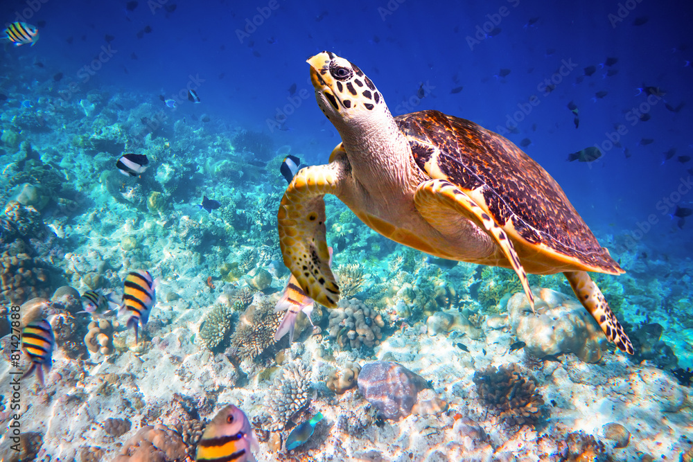 Fototapeta premium Hawksbill Turtle - Eretmochelys imbricata