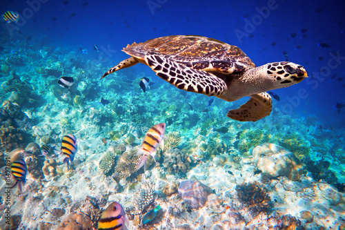 Hawksbill Turtle - Eretmochelys imbricata