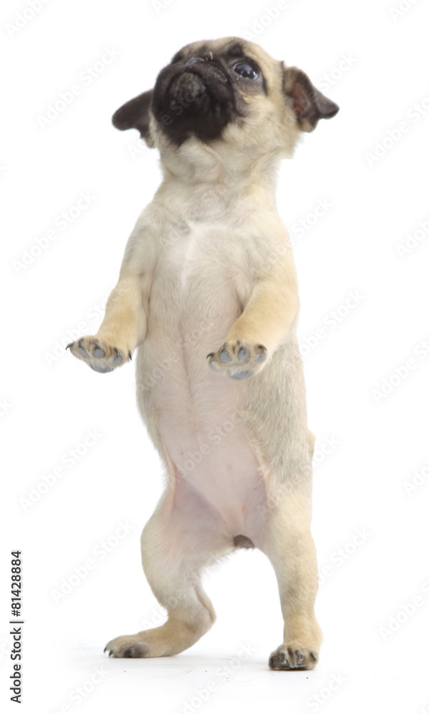 Pies rasowy pekińczyk