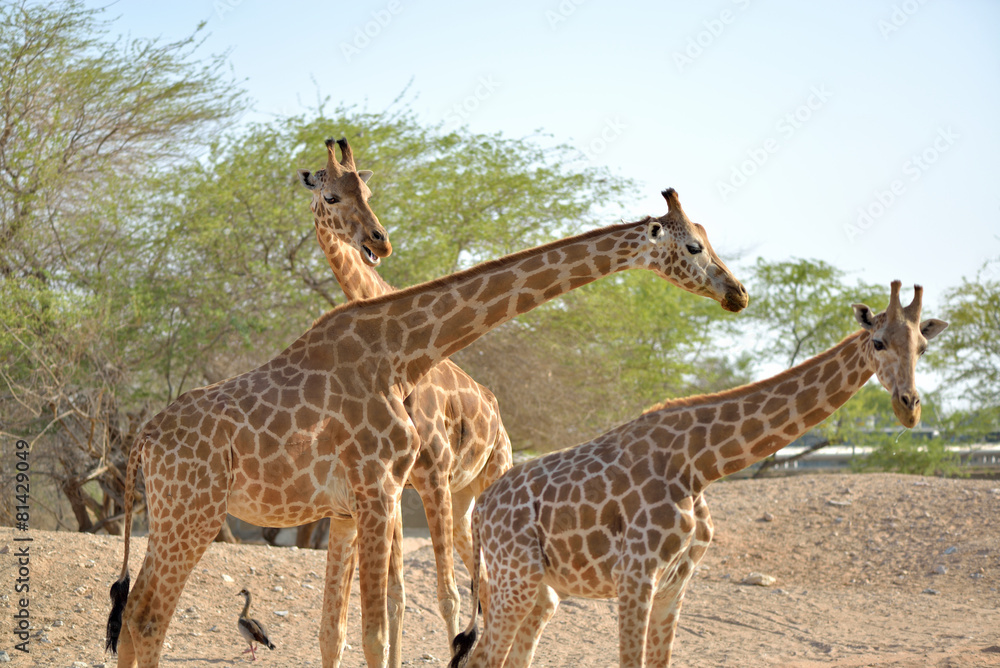 Obraz premium Giraffe