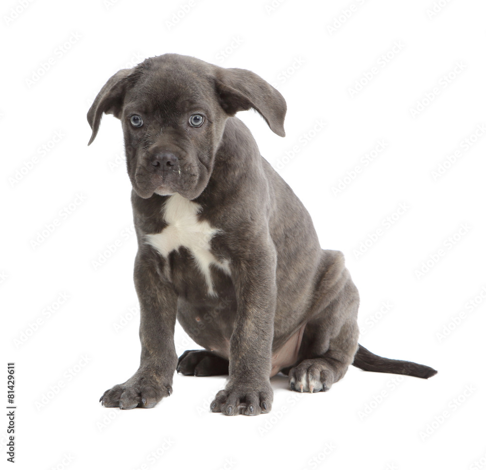 Pies rasowy Cane-corso