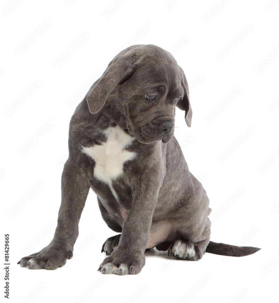 Pies rasowy Cane-corso