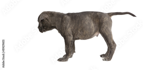 Pies rasowy Cane-corso © fotodrobik