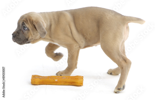 Pies rasowy Cane-corso