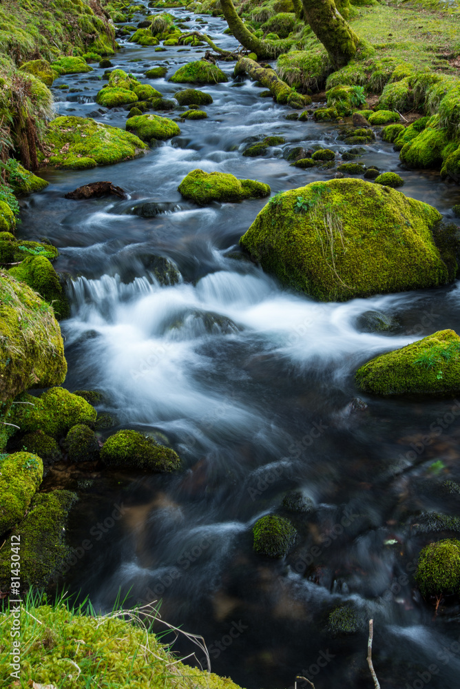 Wild stream in old forest, water blurred in motion