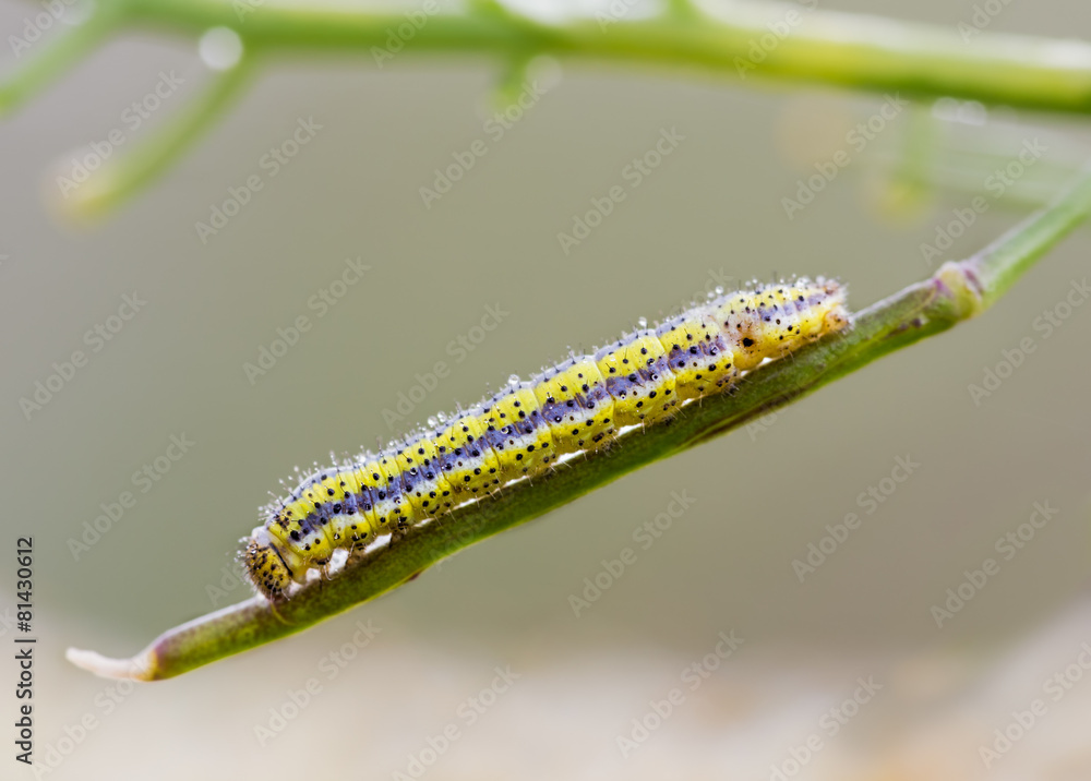 Caterpillar