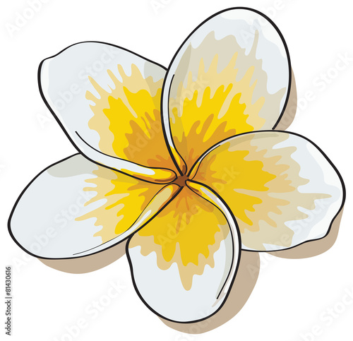 Tropical flowers plumeria isolated on white background.Vectors