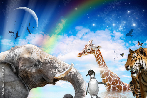 Photography animals