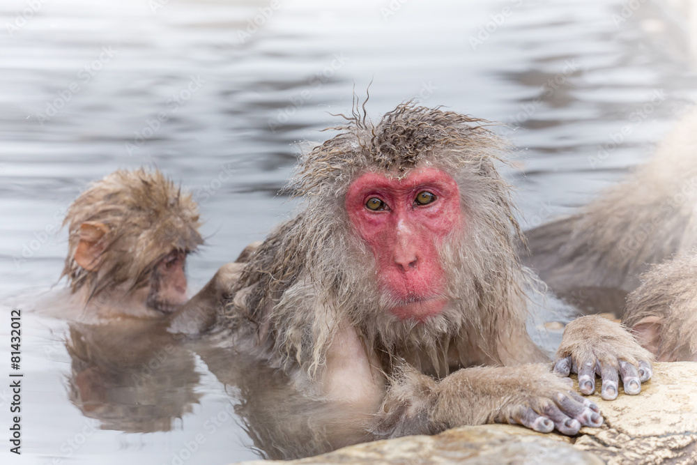 温泉を楽しむ　おじいさんと孫のおさる Monkey of the snowy hot spring