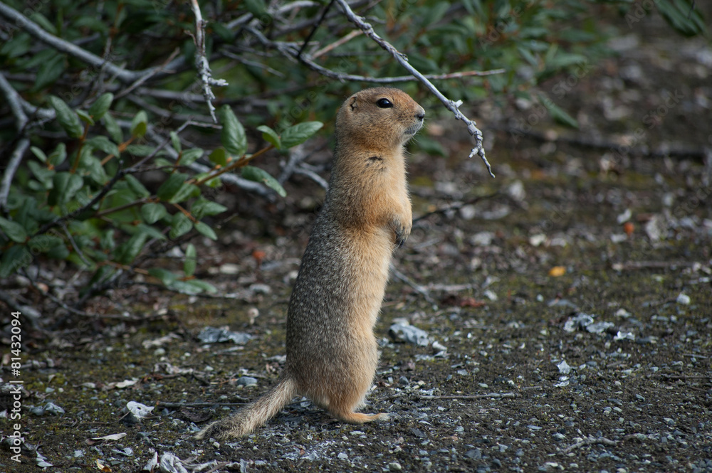 Arctic ground squirrel, Wrangell–St. EliasNP Arctic ground squirrel, Wrangell–St. EliasNP