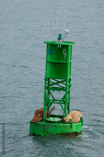 Stellar Sea Lions resting on a buoy in Port Veldez