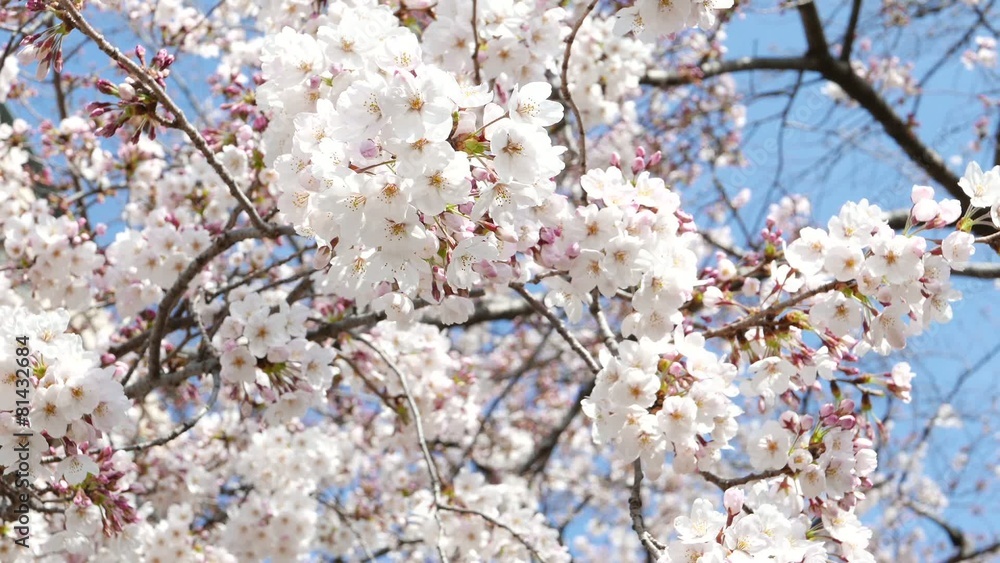 This scene is the cherry Chidorigafuchi in Tokyo. This scene is the cherry Chidorigafuchi in Tokyo.