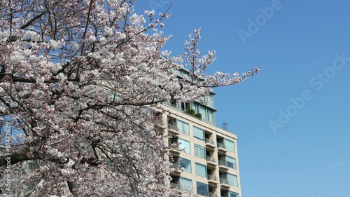 This scene is the cherry Chidorigafuchi in Tokyo. photo