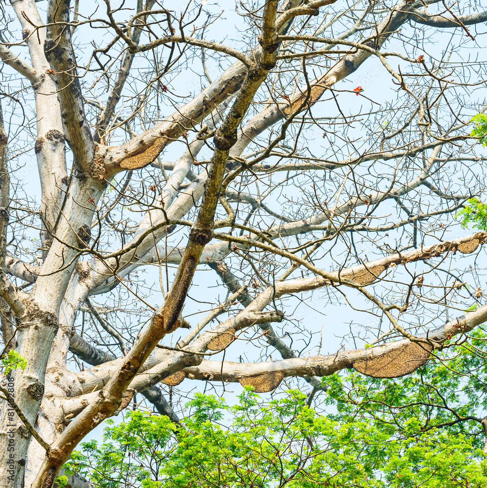 Honeycomb or beehive on the big tree in forest Honeycomb or beehive on the big tree in forest
