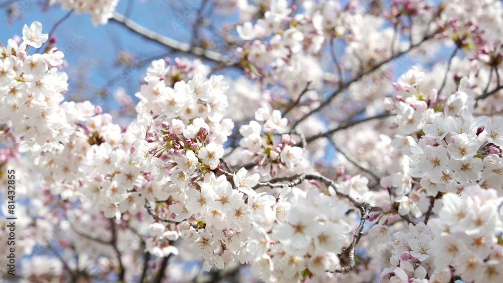 Cherry Blossom and Blue sky Cherry Blossom and Blue sky