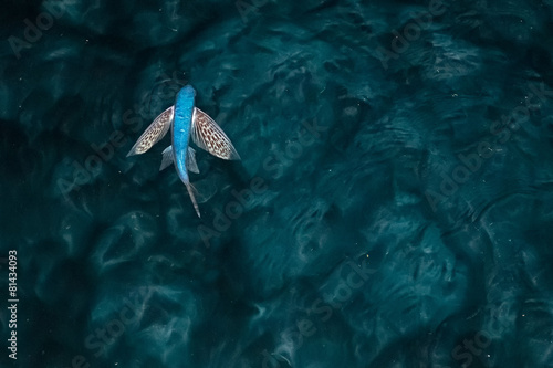 Canvas-taulu Flying Fish at night