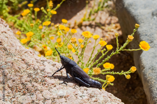 Grasshopper photo