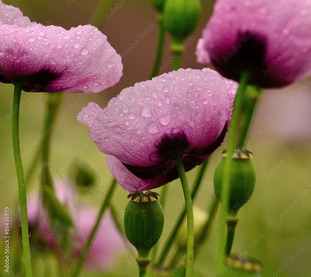 Naklejka premium Raindrops on beautiful pink poppies